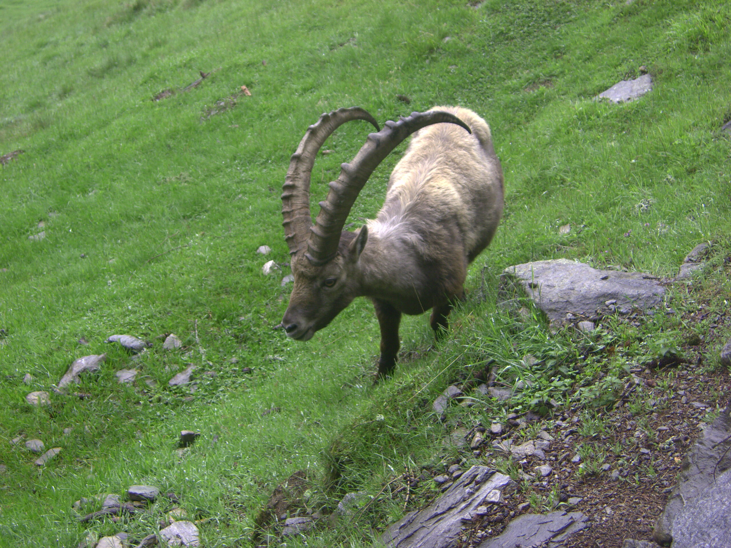 Faune et flore alpine – La montagne vivante