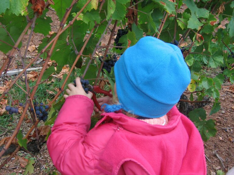 vendanges